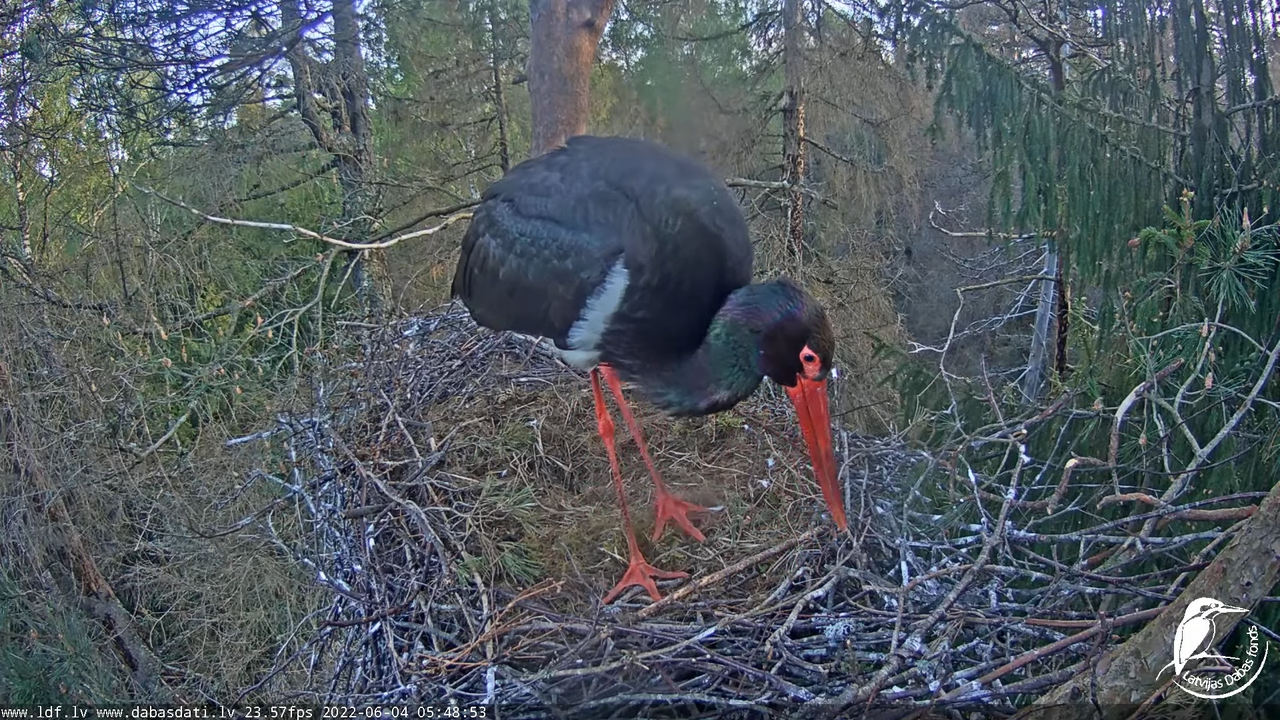 Melnais stārķis (Ciconia nigra) Siguldas novadā - LDF tiešraide 1-3-32 screenshot