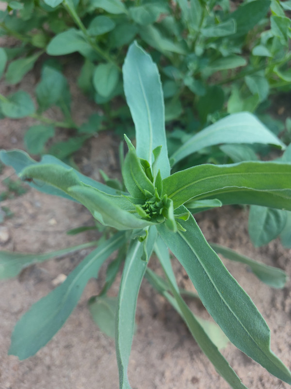 IMG_20250626_183306988