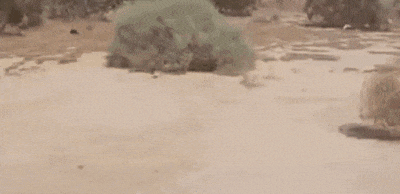 nonceniente.gif