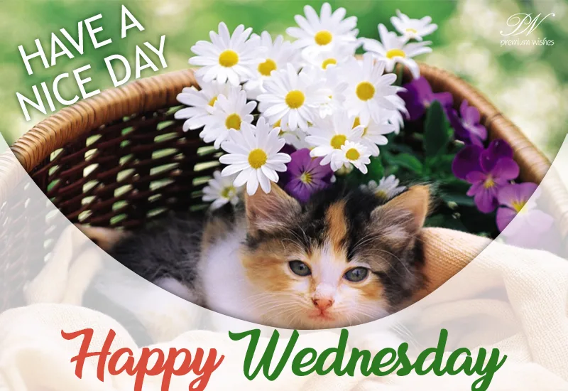 WEDNESDAY-mercredi-10