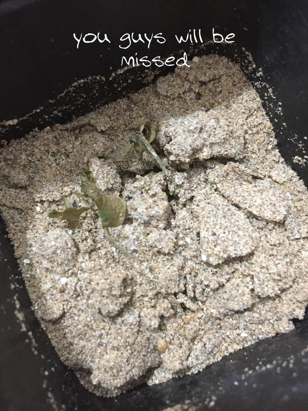 did-not-make-it-adenium-seedlings.jpg