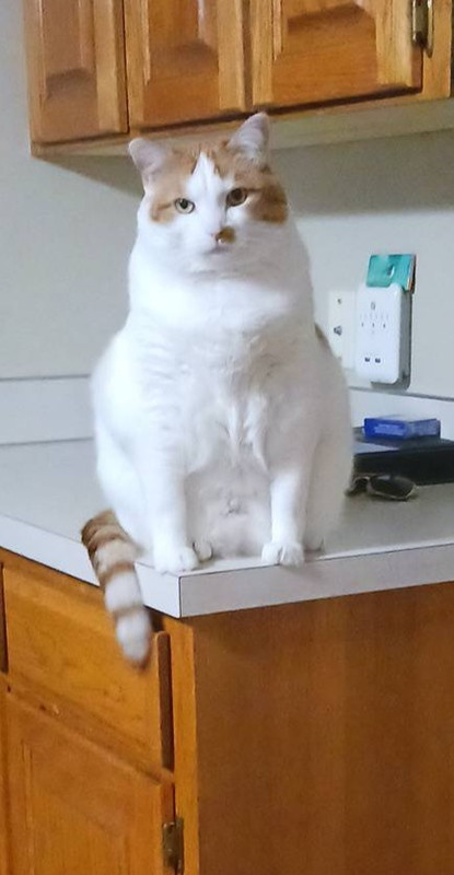 fat