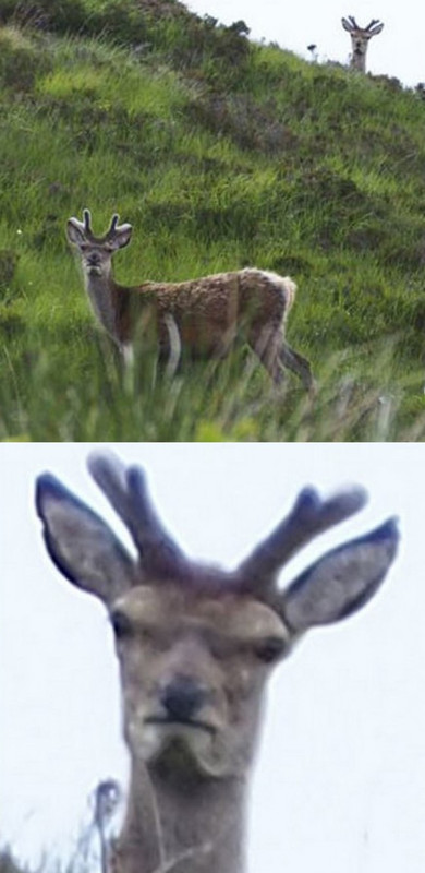 Rehfroehlich.jpg