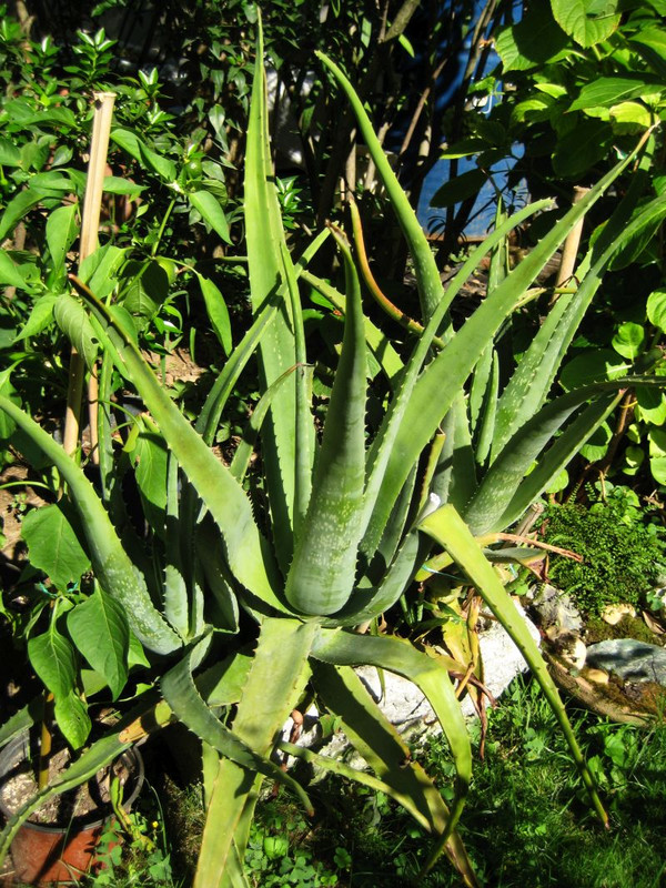 aloe_vera1