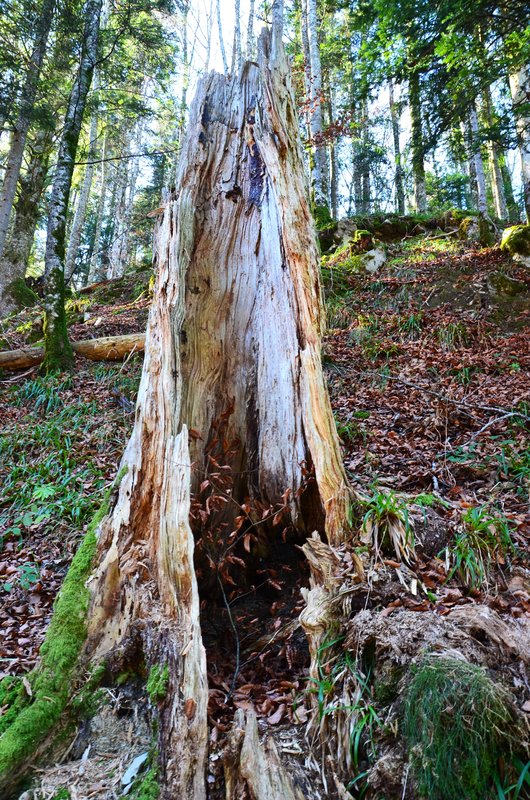 SELVA DE IRATI-14-11-2015-NAVARRA - Paseando por España-1991/2015-Parte-1 (32)