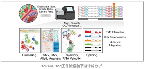 按照分析套路，梳理一下癌症研究中的scRNA-seq计算方法-1.png