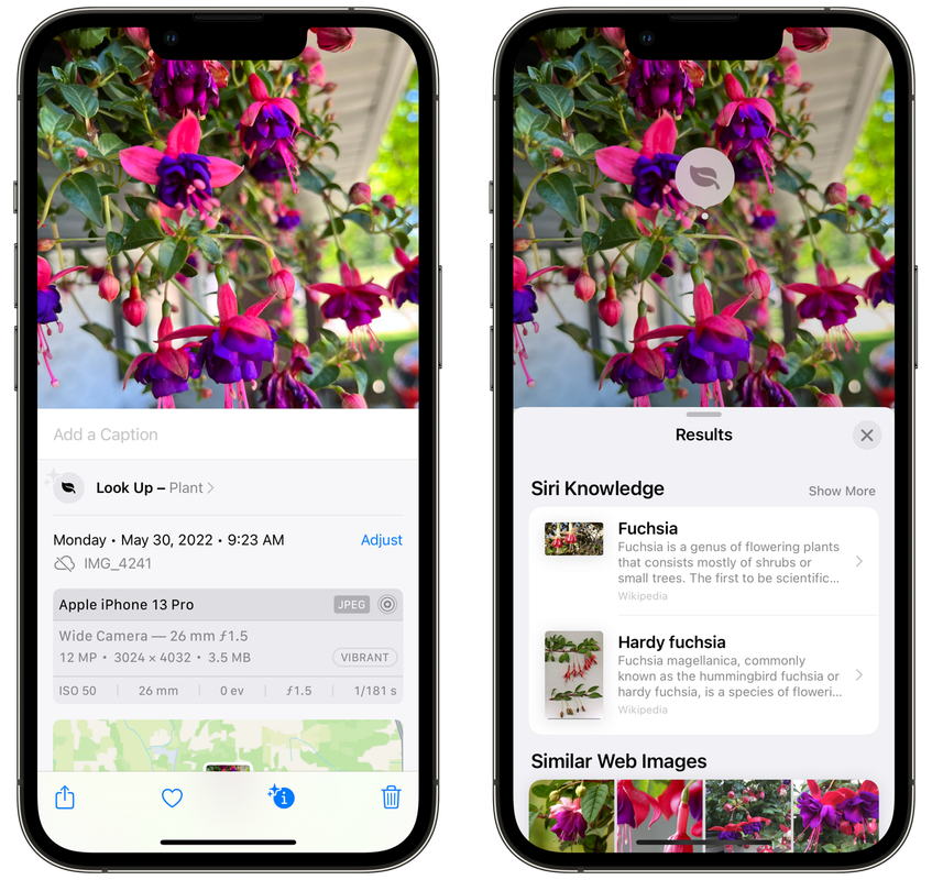 Cómo identificar plantas y flores con la cámara de tu iPhone