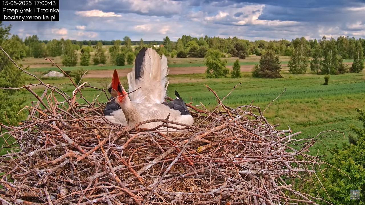 15052025bociany25