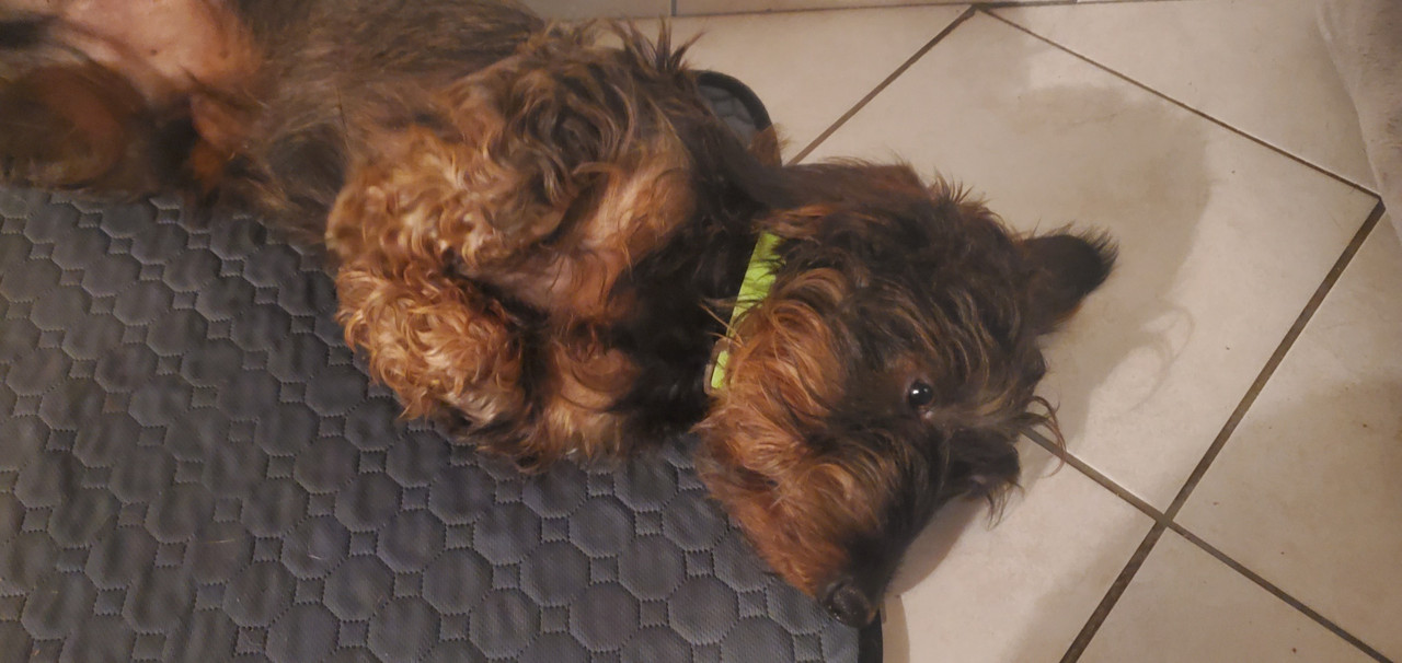 [Image: IMG-20241215-181800.jpg]