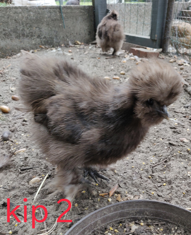 IMG_20190923_143925__01__01