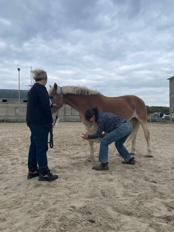 Examen palpatoire des membres du cheval : méthode pas à pas