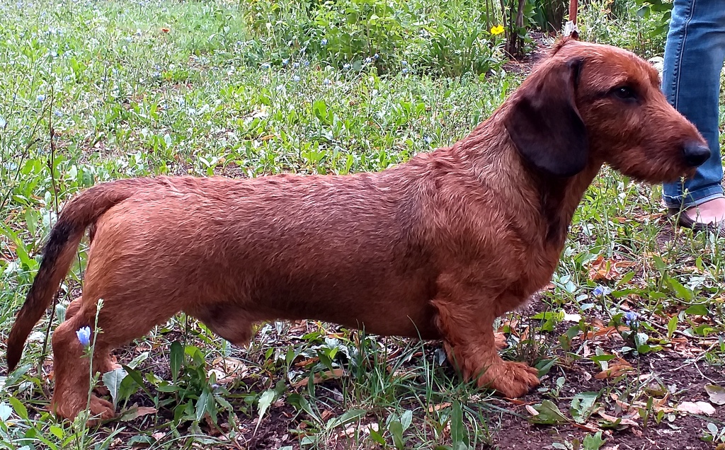 килиманджаро