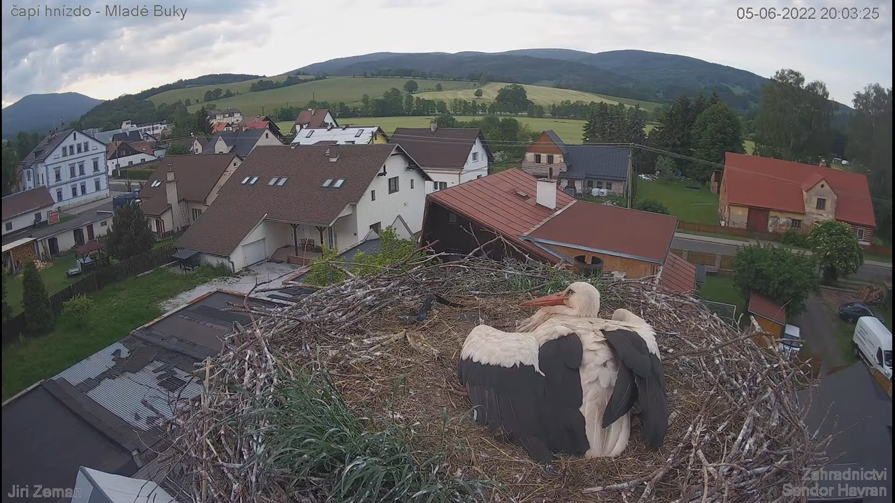 Živá kamera - Mladé Buky - čapí hnízdo 15-43-15 screenshot