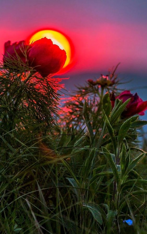 magentaflowerandsun.jpg