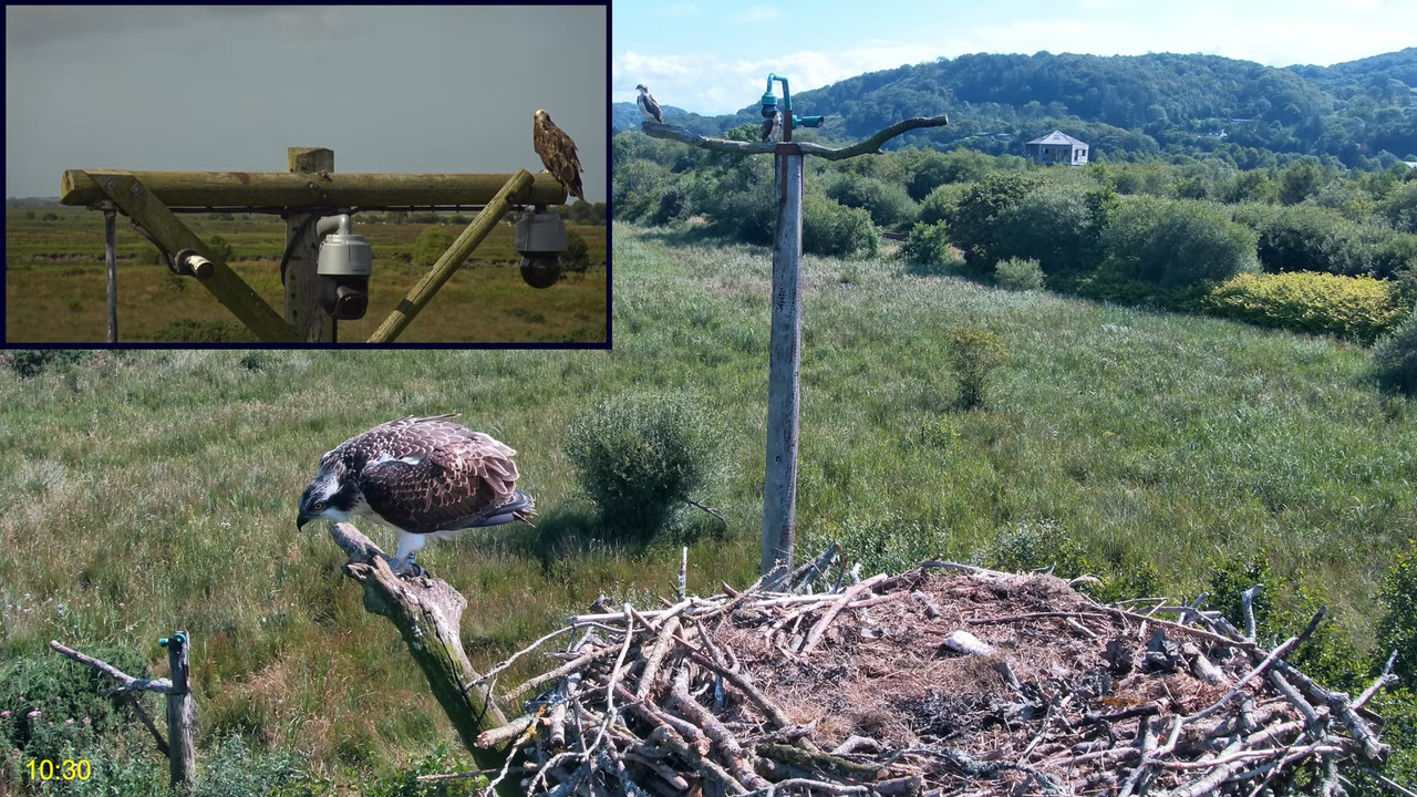 🦅 Dyfi Osprey Project (WALES)_ LIVE STREAMING 2024 in 4K 🦅 3-19-48 screenshot