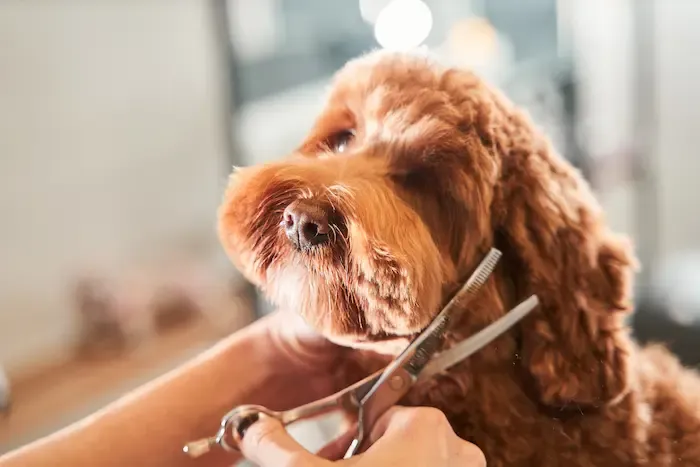Rainy Season Pet Grooming