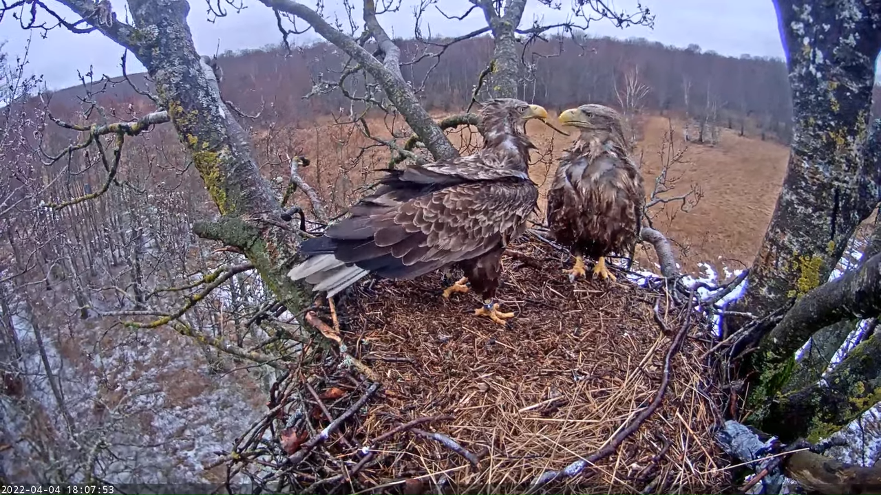 Merikotkas__Haliaeëtus albicilla 6-26-23 screenshot