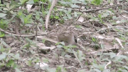 GIFs-24