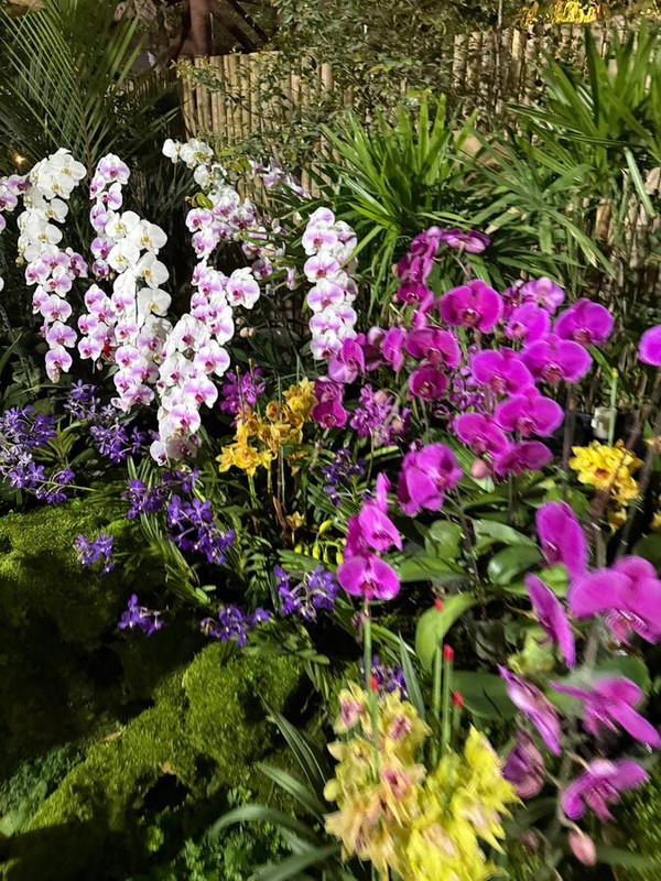 Блестяшки и вкусняшки: Новый Год в Чиангмае, Хуахин, Бангкок