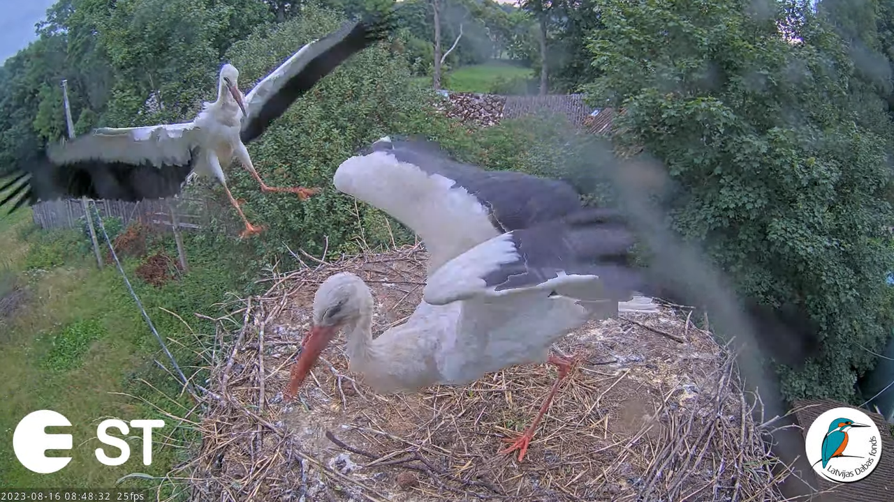 Baltie stārķi (Ciconia ciconia) Tukuma novadā - LDF tiešraide __ White storks in Tukums, Latvia 12-8