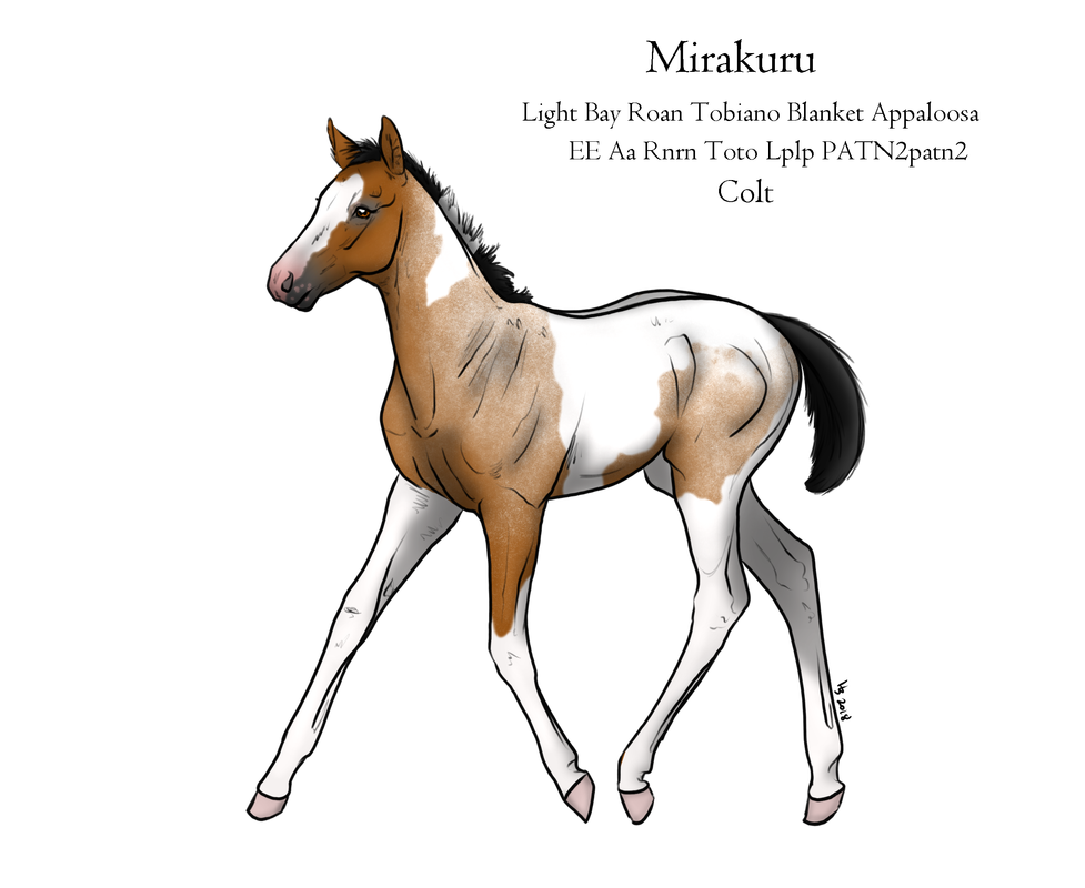 mirakuru-foal.png