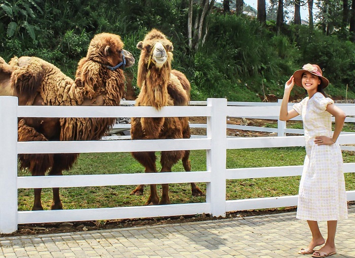 Unta punuk 2 di Cimory Dairyland Puncak.