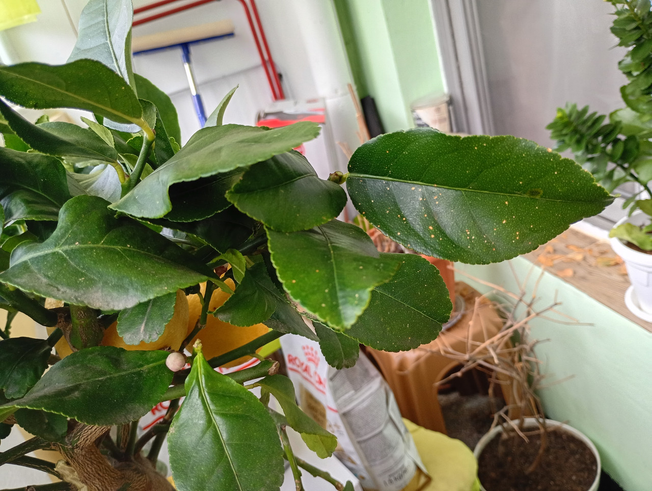 IMG 20260225 083722877 MFNR HDR