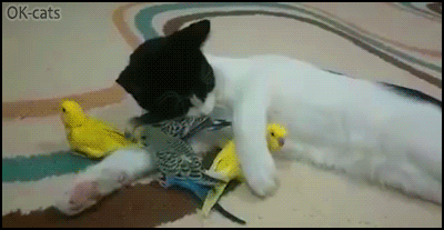 Amazing-Cat-GIF-Aww-Mama-cat-cuddling-her-baby-budgies-Cuteness-overload.gif