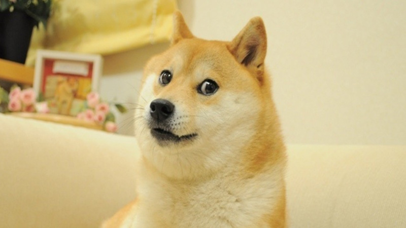 anjing-shiba-inu-kabosu.jpg