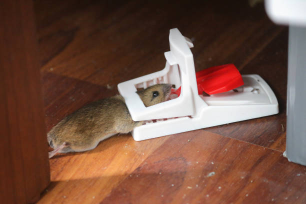 rodent-7.jpg