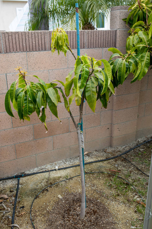 8U1A9792  0-15 Mango Tree in Ground Starting New Growth (5-9-2022)