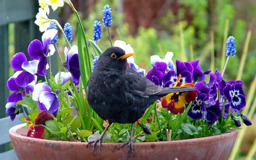 Какие растения привлекают птиц в сад и как их правильно высадить