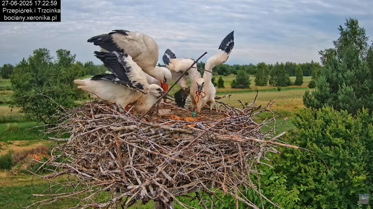27062025bociany42
