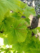 IMG_20250421_070854_540