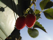 6.8.model strawberries VIII