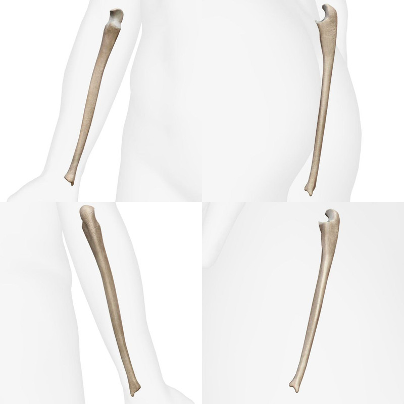 Articulations du Pied