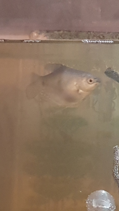 Screenshot_20220628-071332_Gallery