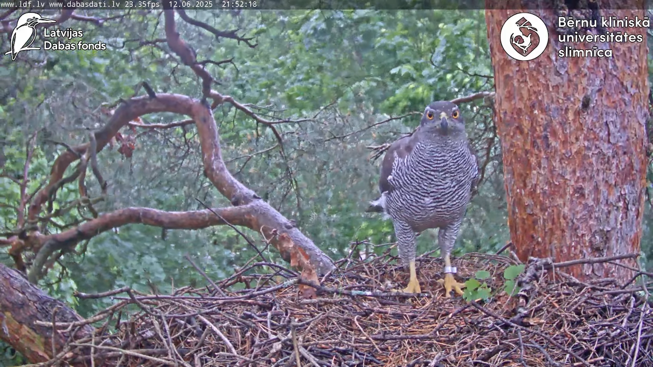 Vistu vanags (Accipiter gentilis) BKUS teritorijā – 2. ligzda 13-1-38 screenshot