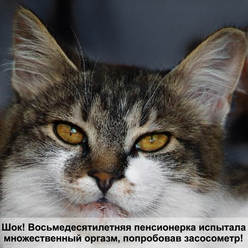 черно белая кошка порода