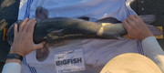 [Image: 32-three-fourth-catfish.jpg]