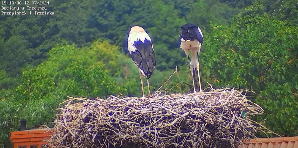 dlugienogidlugidziob