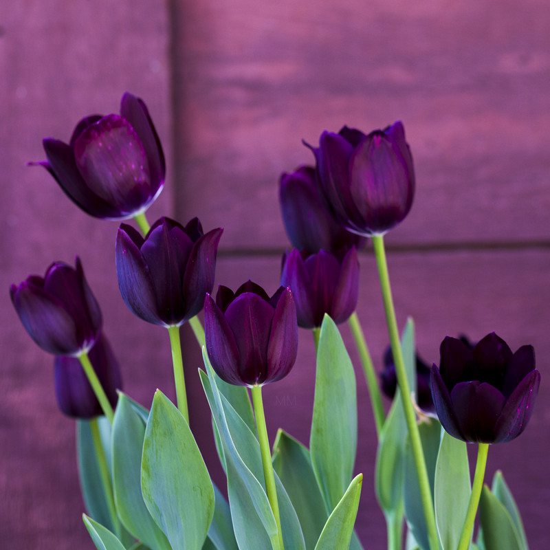 [Image: Tulip-7mm.jpg]