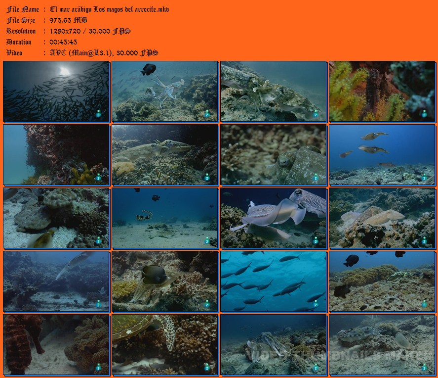 El mar arábigo: Los magos del arrecife Webdl 720p Español