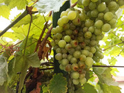 IMG-20220814-141849
