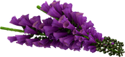 MVDLavender-Love-054