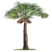 palmtree-COMP50