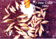 [Image: PERCH-DEER-CREEK-ICE.jpg]