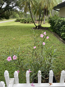 IMG-6009