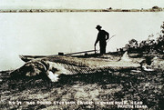 [Image: 1500-LB-STURGEON.jpg]