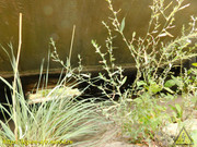 DSCN0536